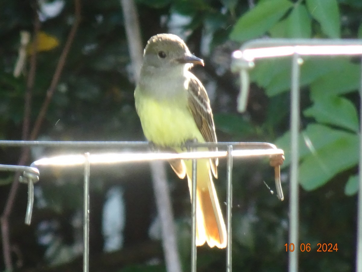 Great Crested Flycatcher - ML620275618