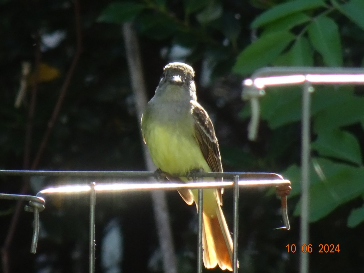 Great Crested Flycatcher - ML620275619