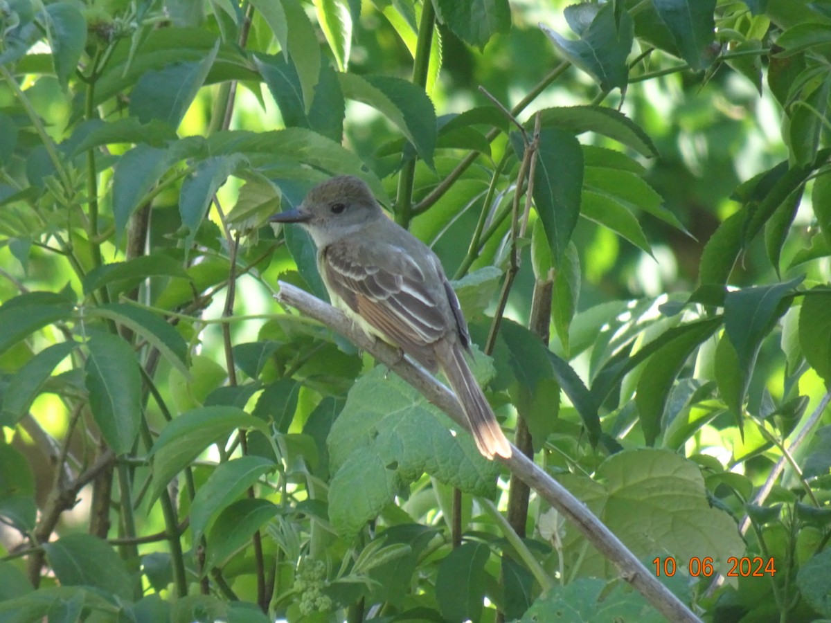 Great Crested Flycatcher - ML620275620