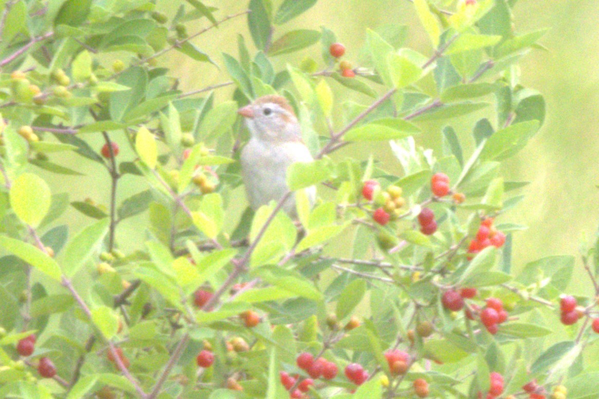 Field Sparrow - ML620275626