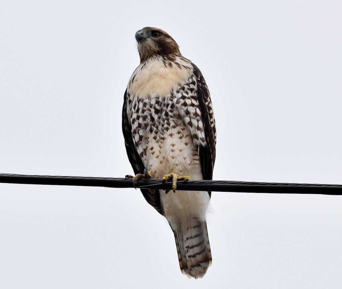Red-tailed Hawk - ML620275628