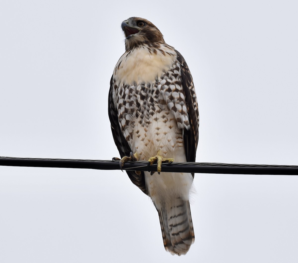 Red-tailed Hawk - ML620275629