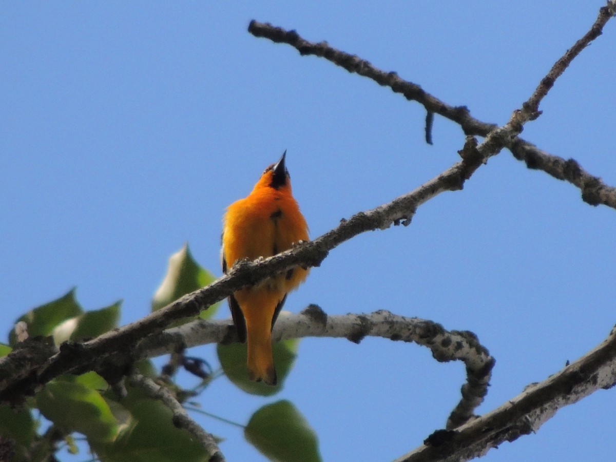 Bullock's Oriole - ML620275634