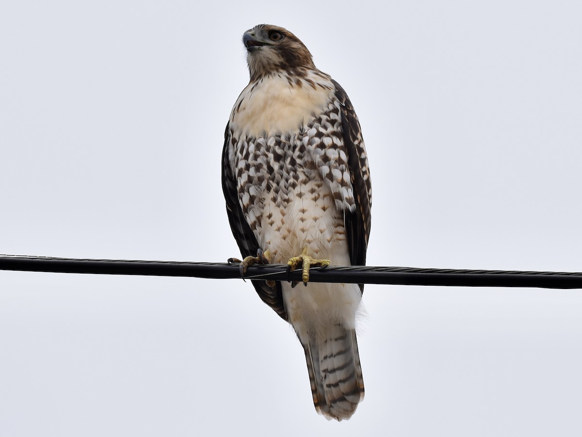 Red-tailed Hawk - ML620275635