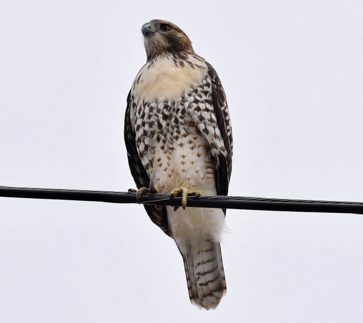 Red-tailed Hawk - ML620275639