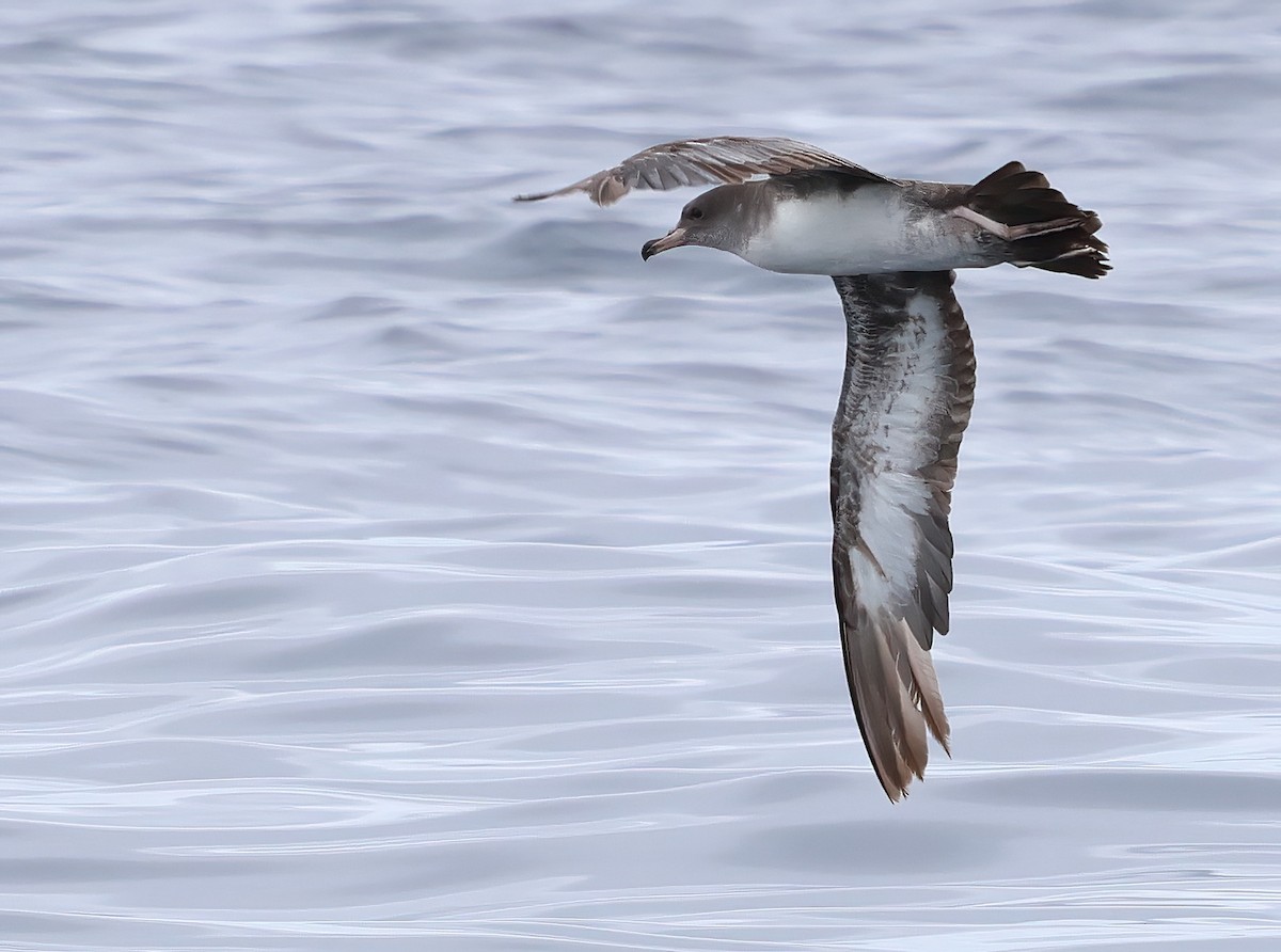 Pink-footed Shearwater - ML620275640
