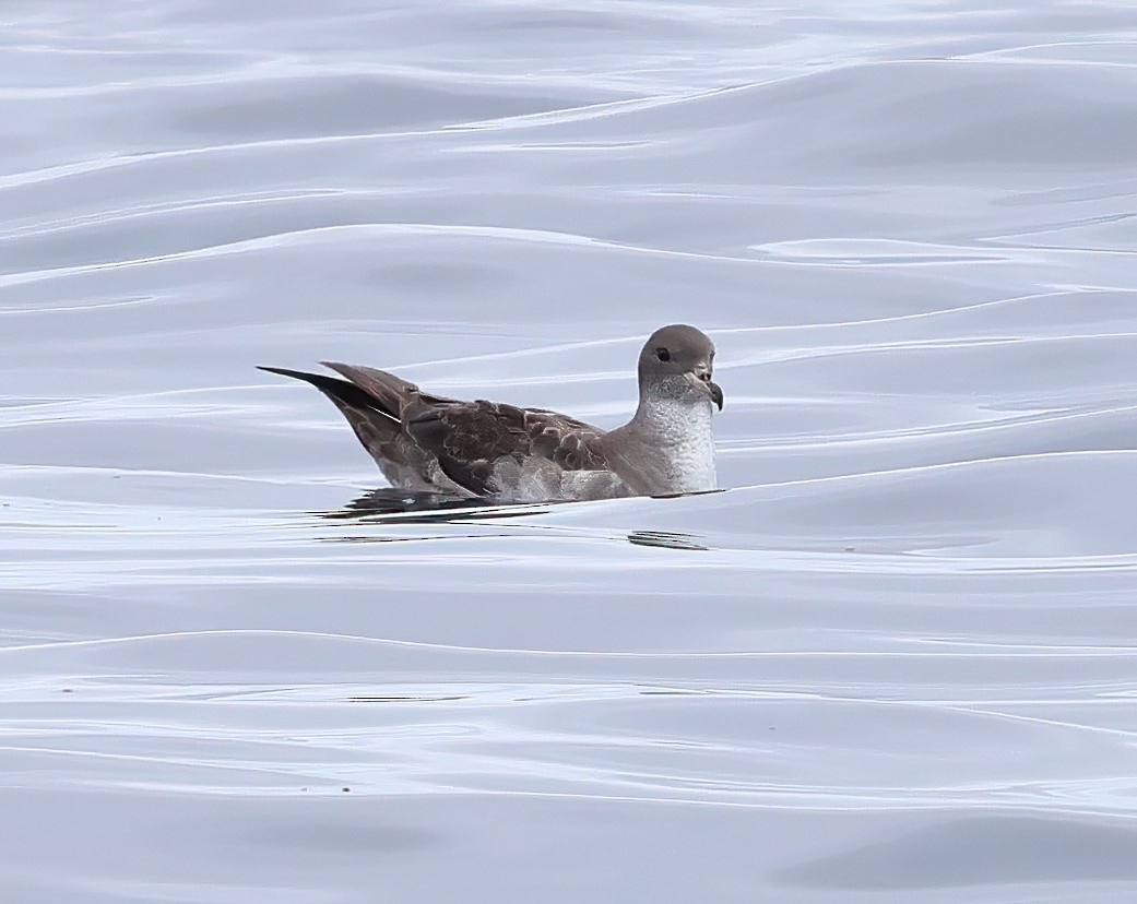 Pink-footed Shearwater - ML620275641