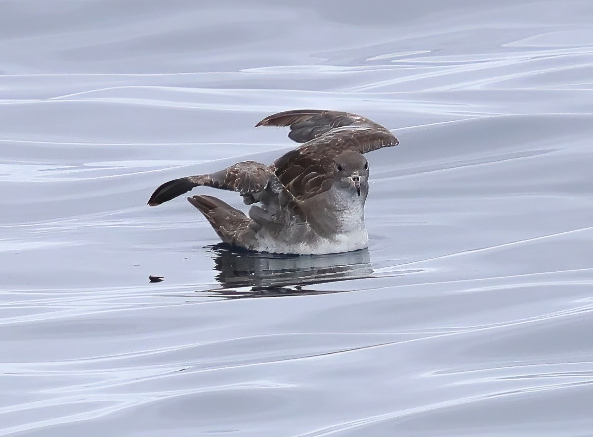 Pink-footed Shearwater - ML620275642