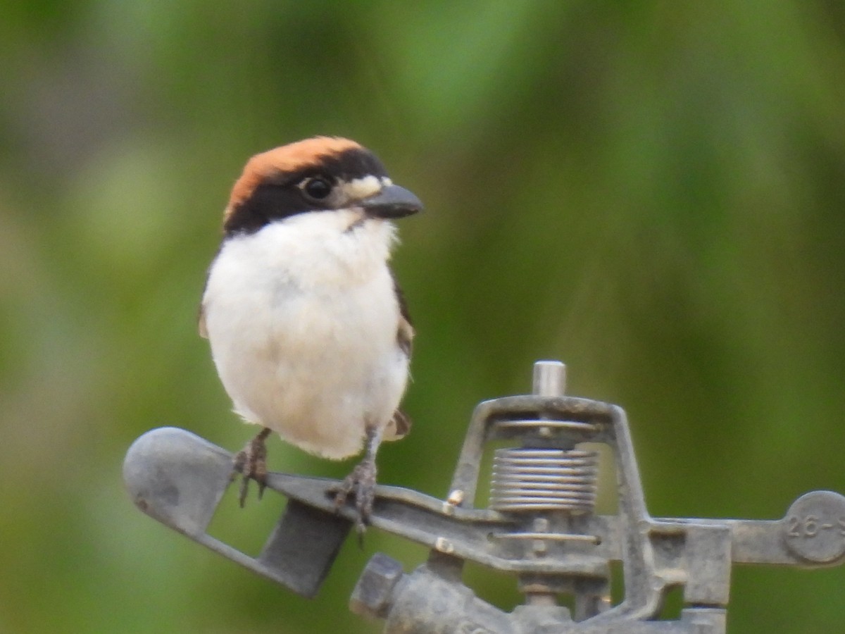 Woodchat Shrike - ML620275647