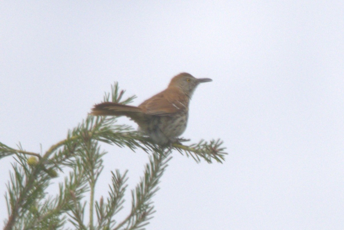 Brown Thrasher - ML620275648