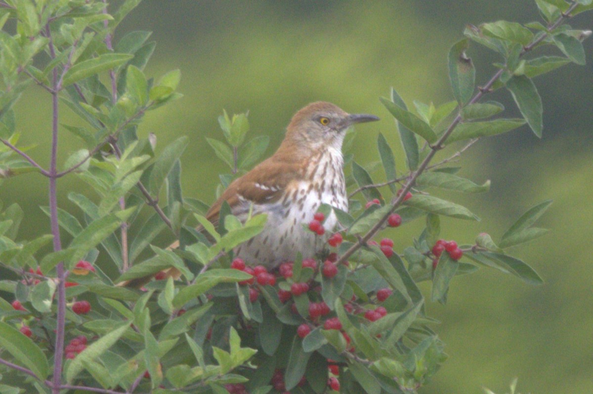 Brown Thrasher - ML620275649