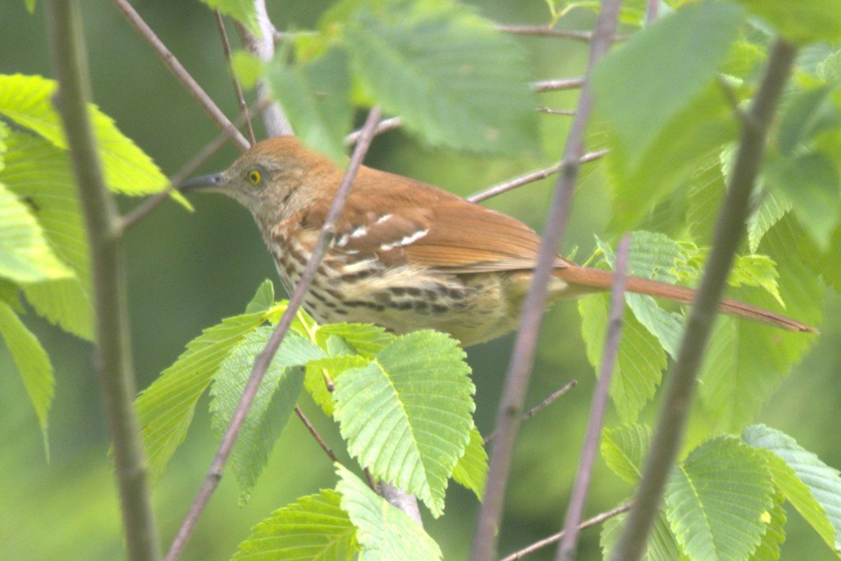 Brown Thrasher - ML620275650