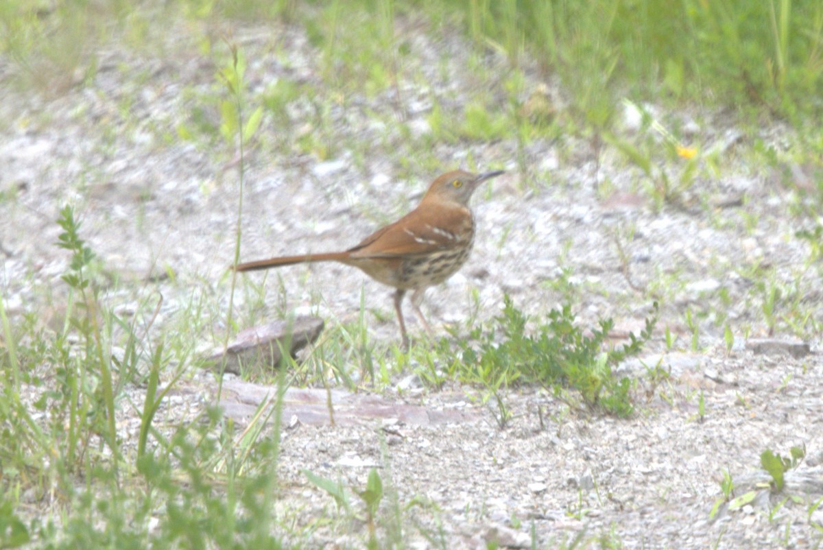 Brown Thrasher - ML620275651