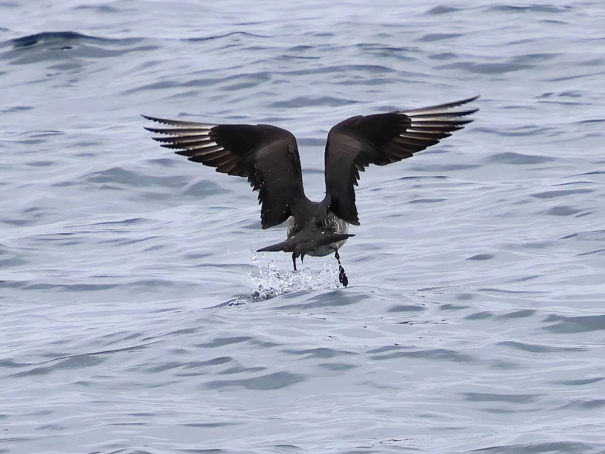 Parasitic Jaeger - ML620275656