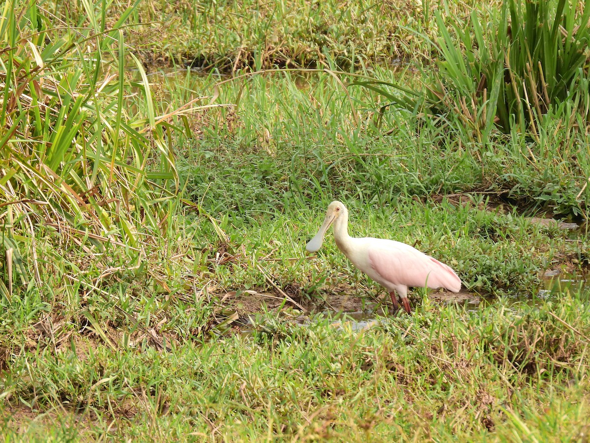 Roseate Spoonbill - ML620275658