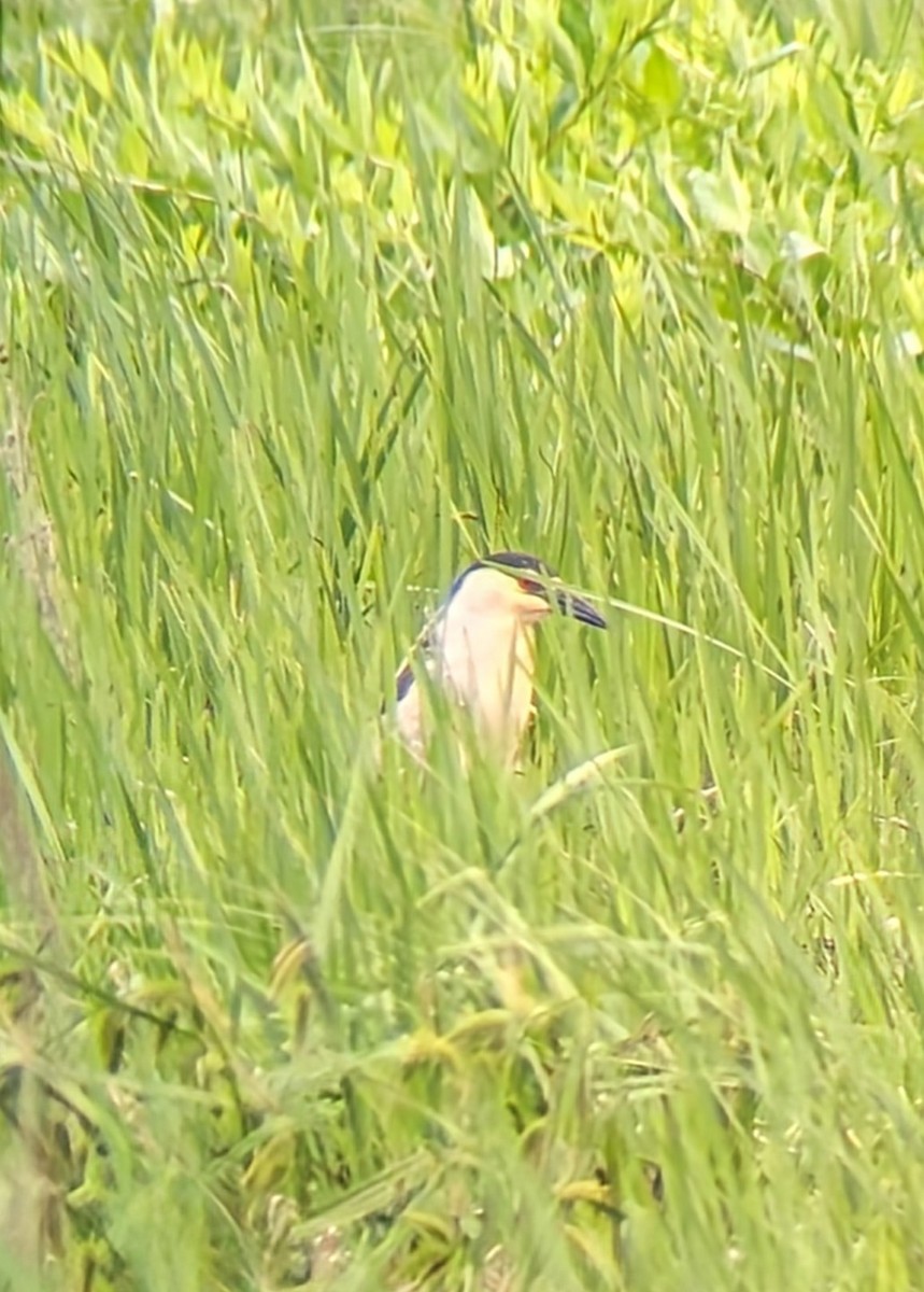 Black-crowned Night Heron - ML620275660