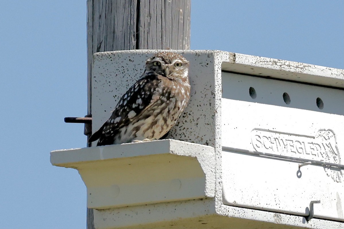 Little Owl - ML620275662