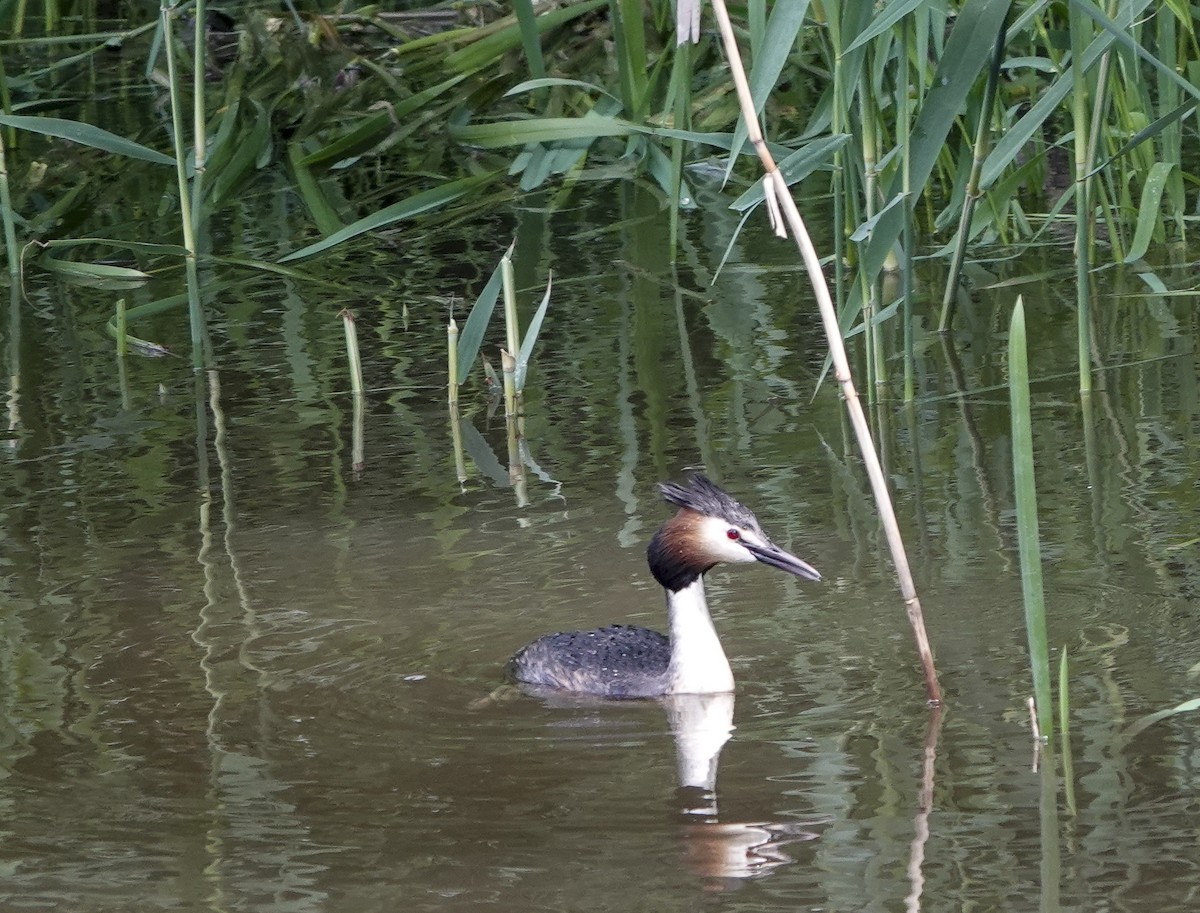 Great Crested Grebe - Carena Pooth