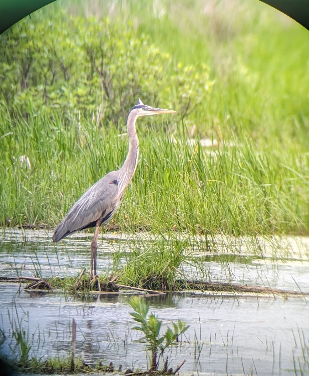 Great Blue Heron - ML620275668