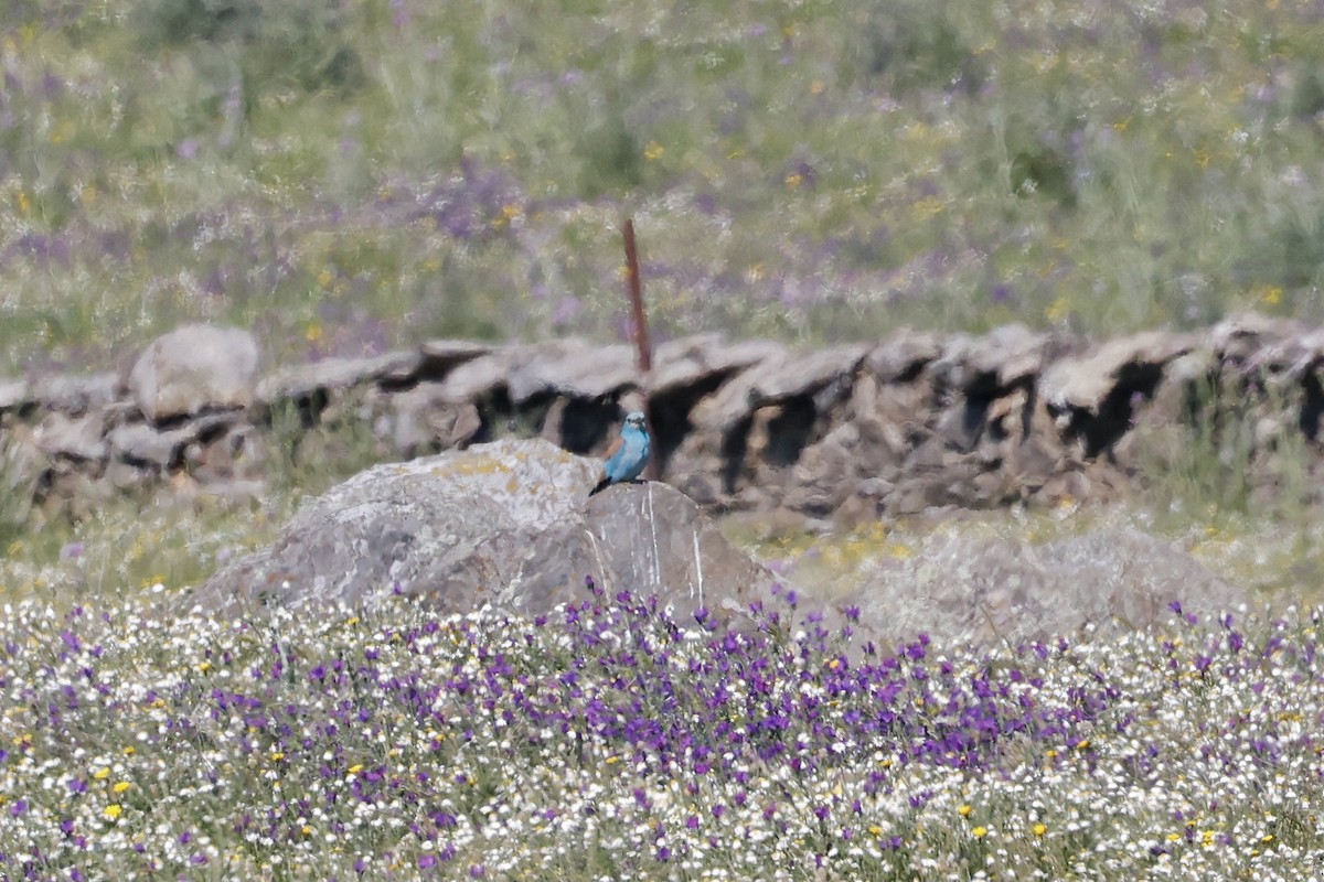 European Roller - ML620275672