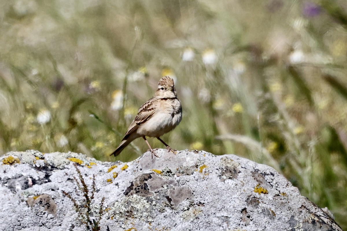 skřivánek krátkoprstý - ML620275683