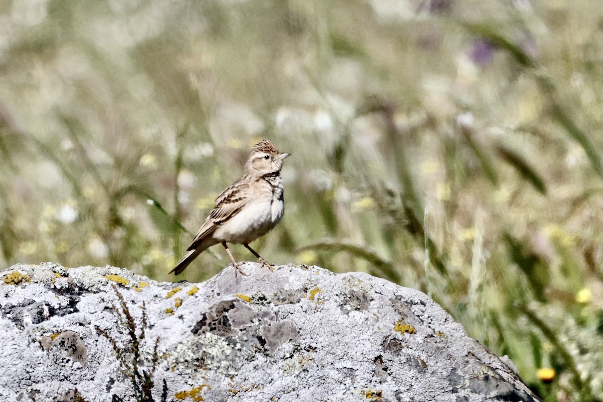 Greater Short-toed Lark - ML620275684