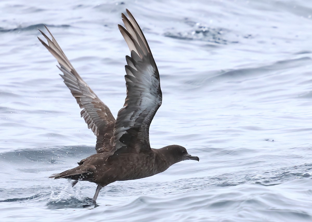 Sooty Shearwater - ML620275694