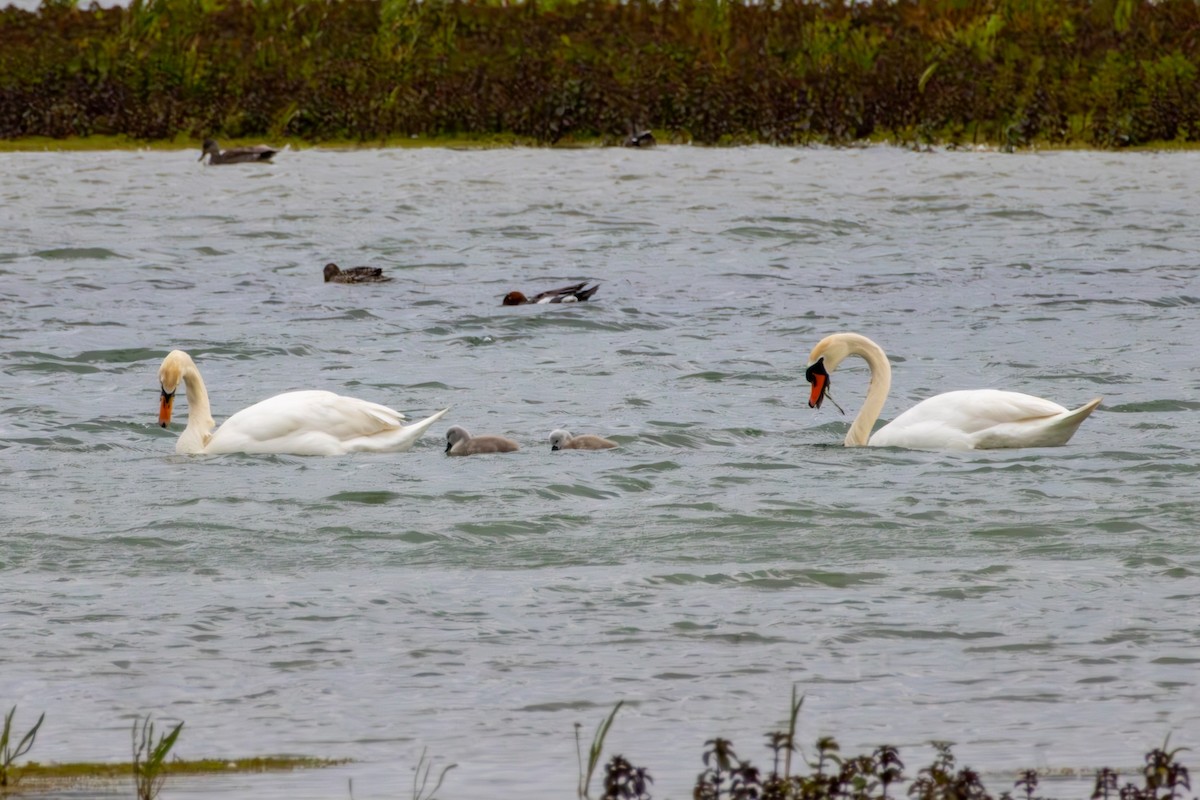 Mute Swan - ML620275695