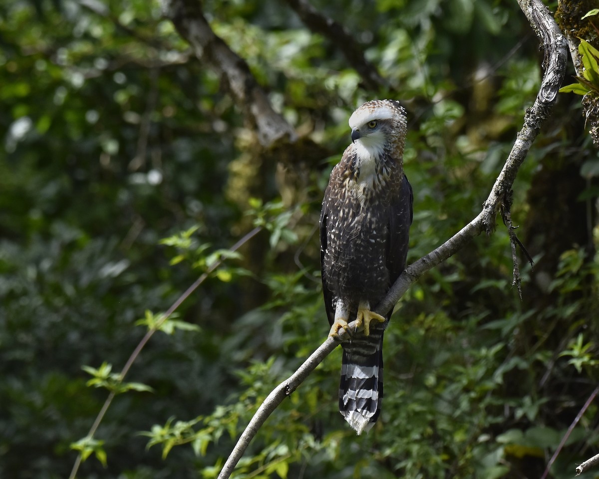 Black Hawk-Eagle - Daniel Villegas Rojas