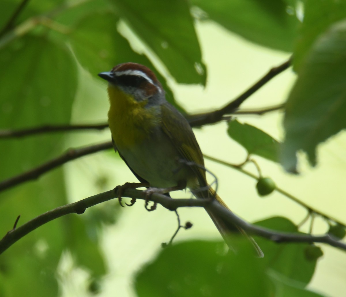 Rufous-capped Warbler - Leonardo Guzmán (Kingfisher Birdwatching Nuevo León)