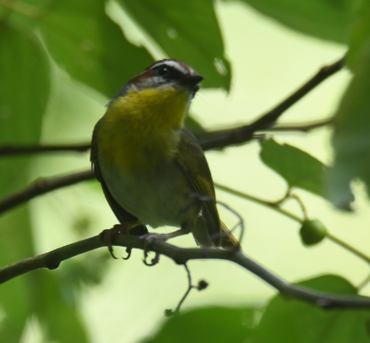 Rufous-capped Warbler - ML620275702