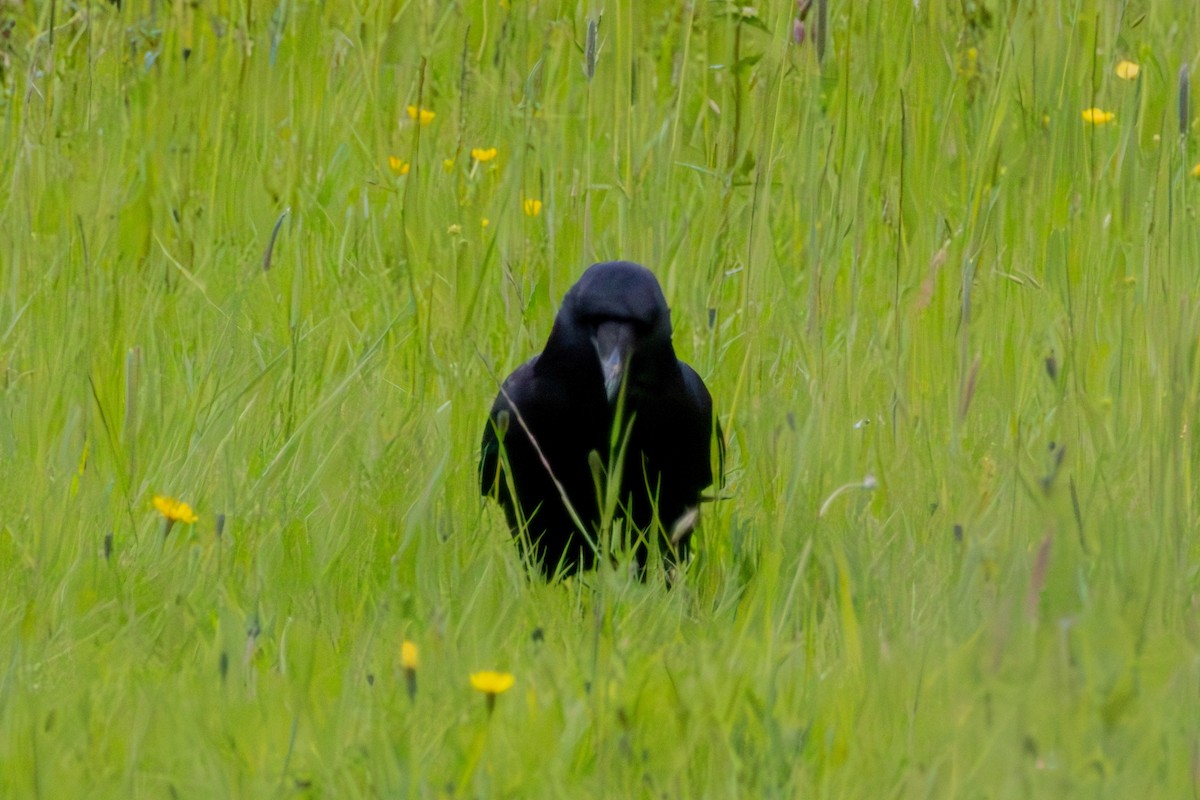 Carrion Crow - Adrian Yeo