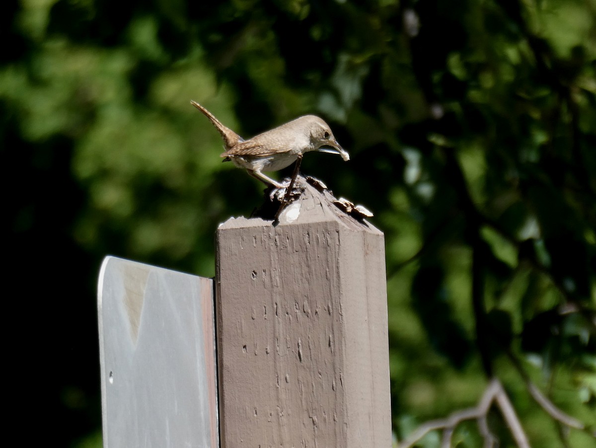 House Wren - David Liebl