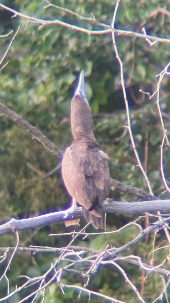 Brown Booby - ML620275713