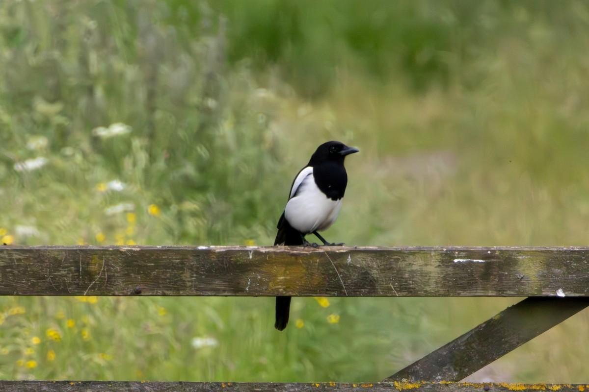 Eurasian Magpie - ML620275721