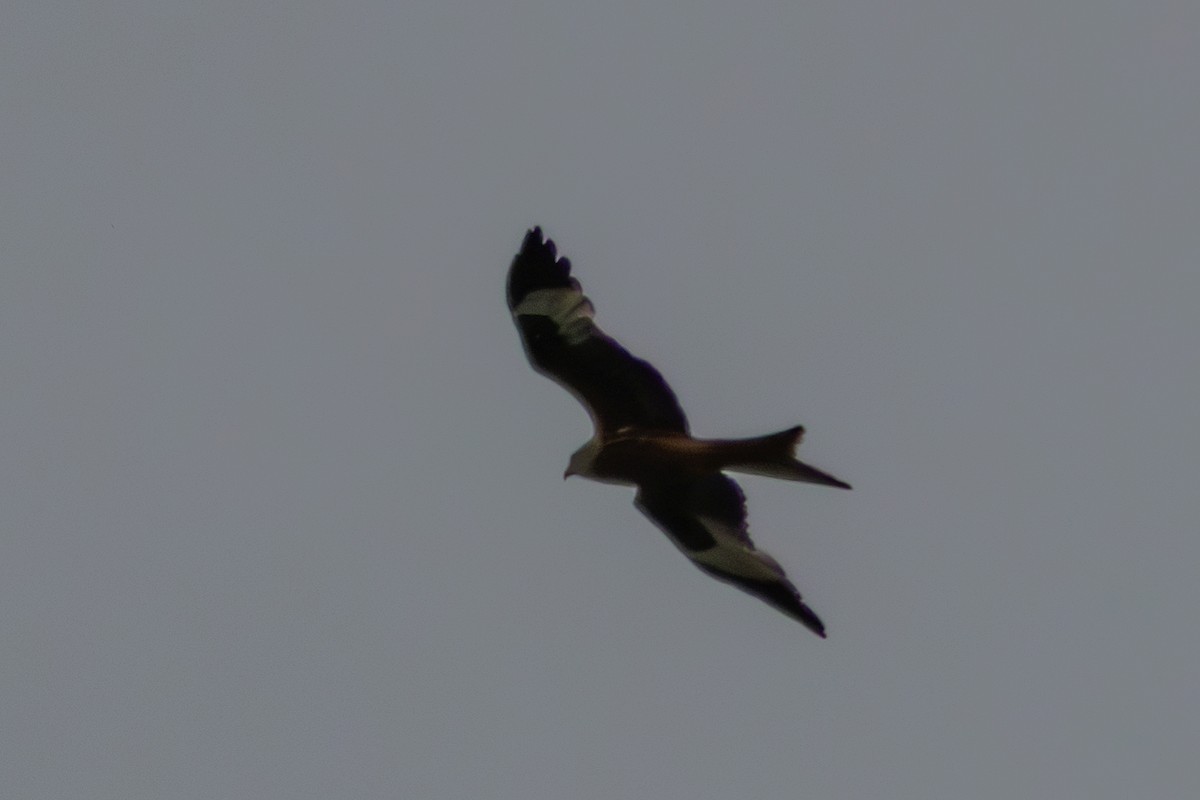 Red Kite - ML620275725