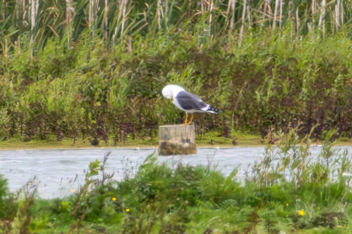 Lesser Black-backed Gull - ML620275727