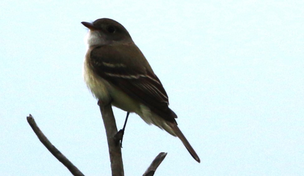 Alder Flycatcher - ML620275729