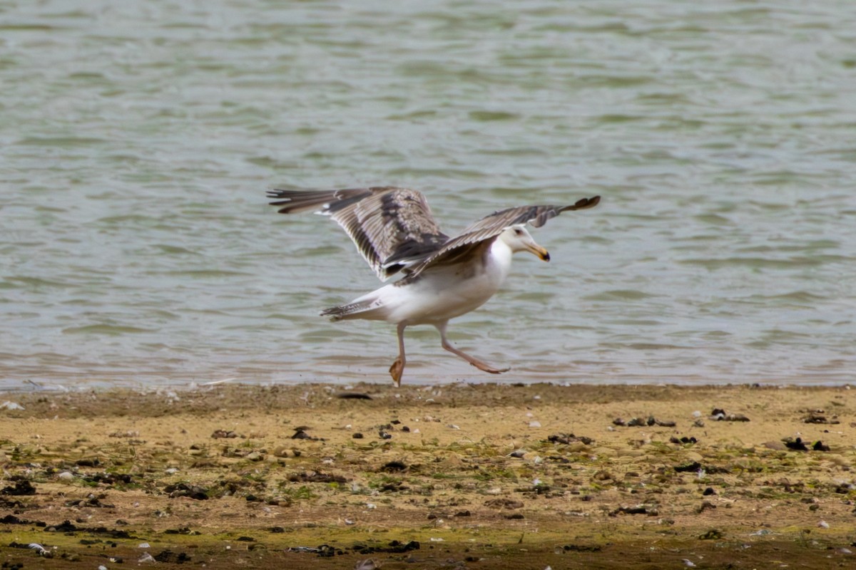 Great Black-backed Gull - ML620275731