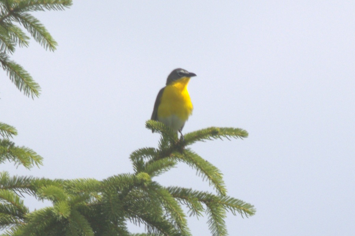 Yellow-breasted Chat - ML620275737