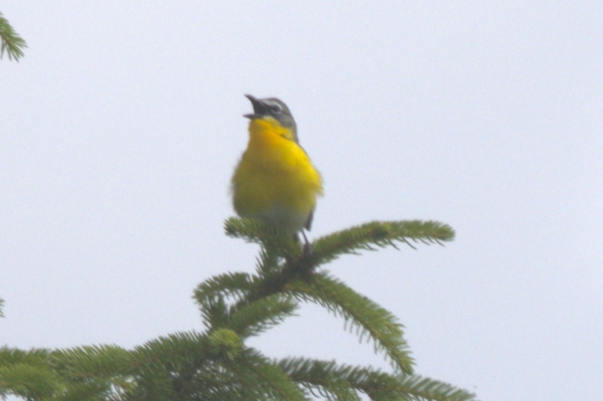 Yellow-breasted Chat - ML620275738