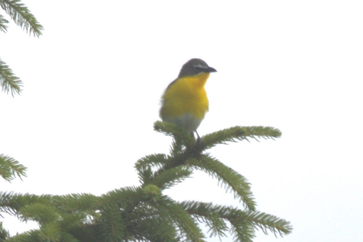Yellow-breasted Chat - ML620275739