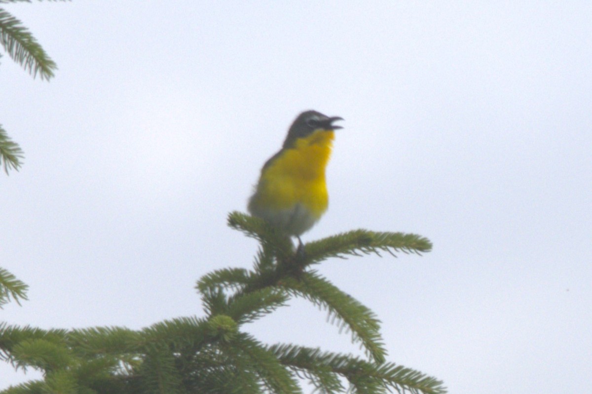 Yellow-breasted Chat - ML620275740