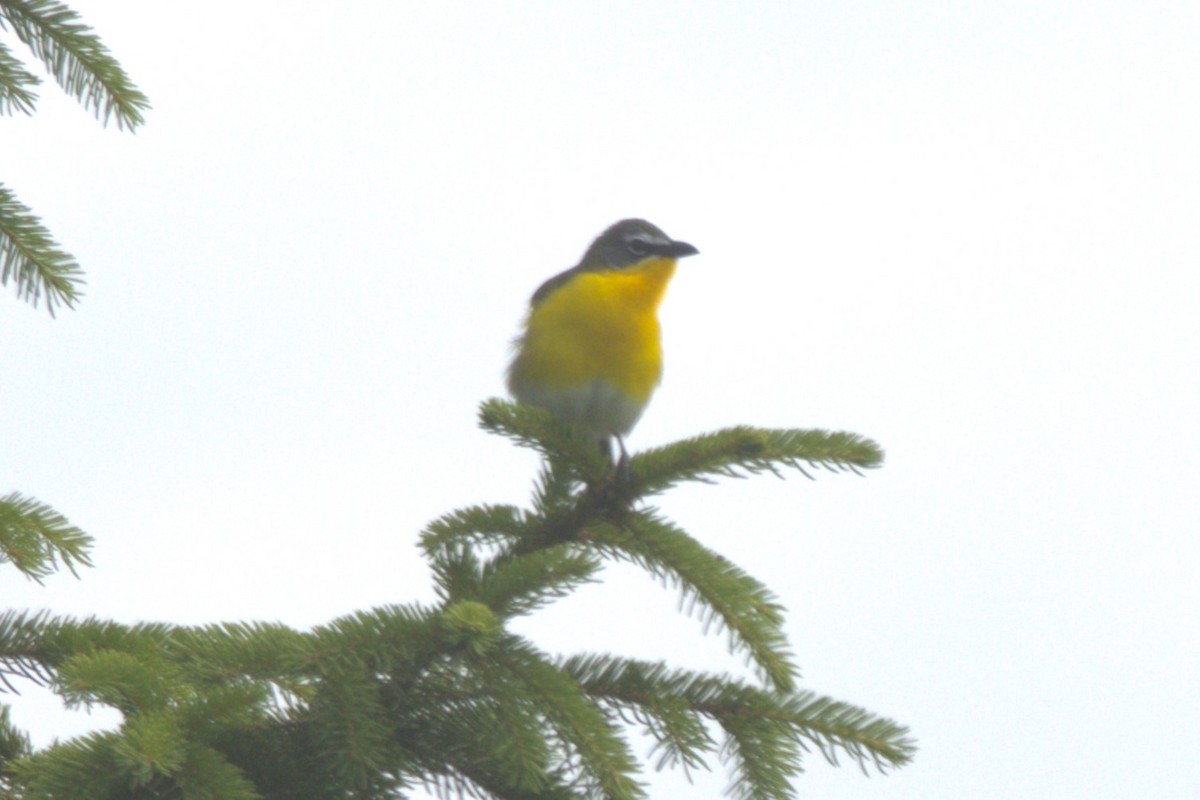 Yellow-breasted Chat - ML620275741