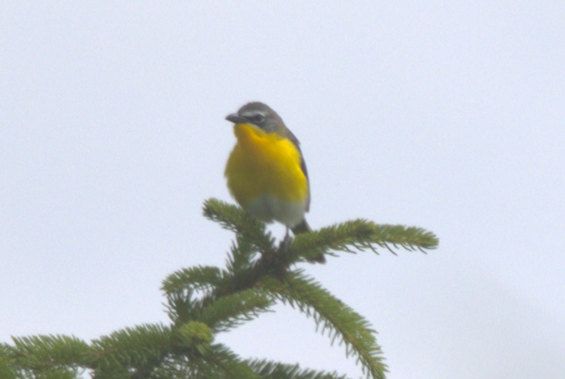 Yellow-breasted Chat - ML620275742