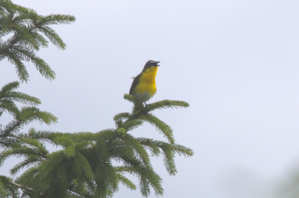 Yellow-breasted Chat - ML620275743