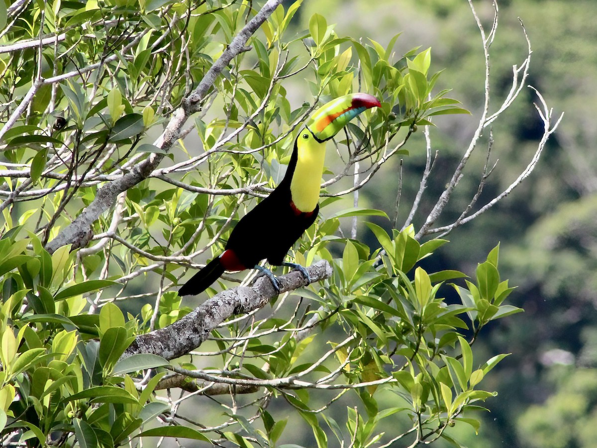 Toucan à carène - ML620275745