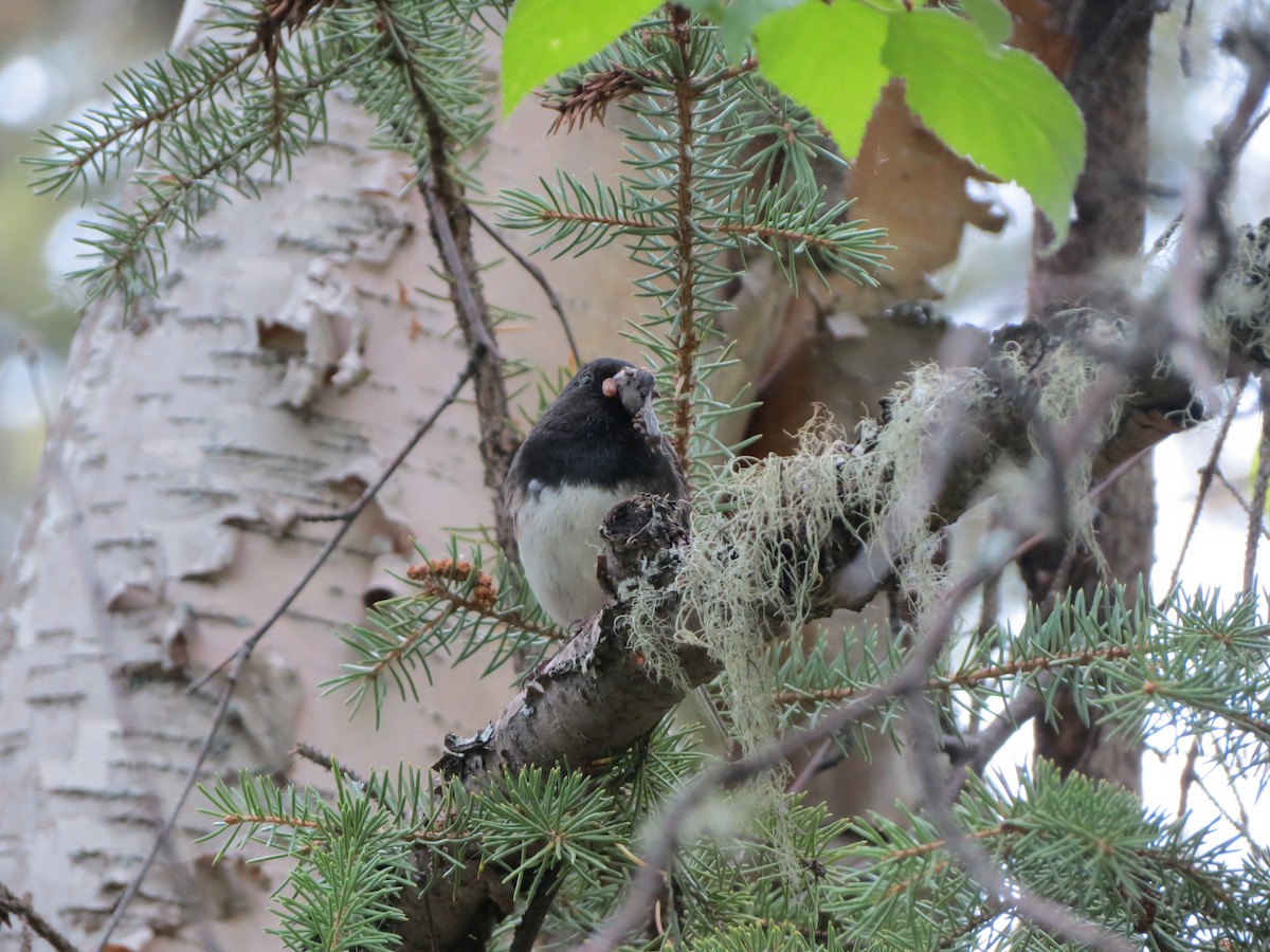 Junco ardoisé - ML620275746