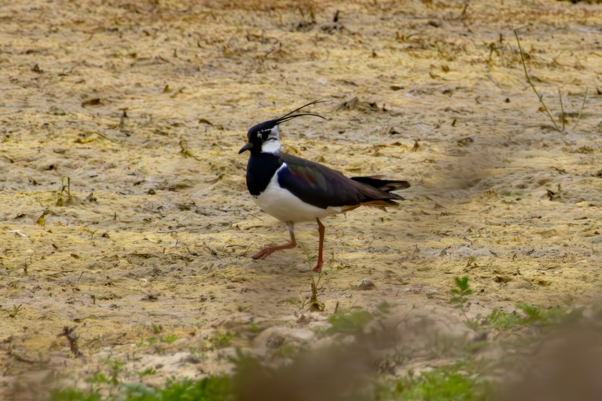 Northern Lapwing - ML620275748