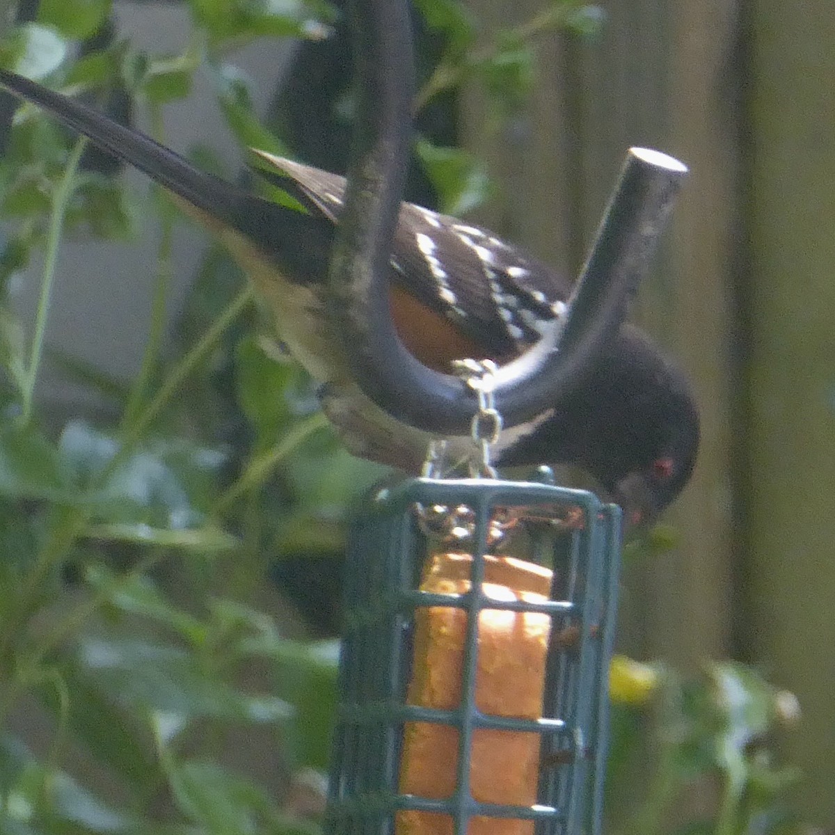 Spotted Towhee - ML620275750